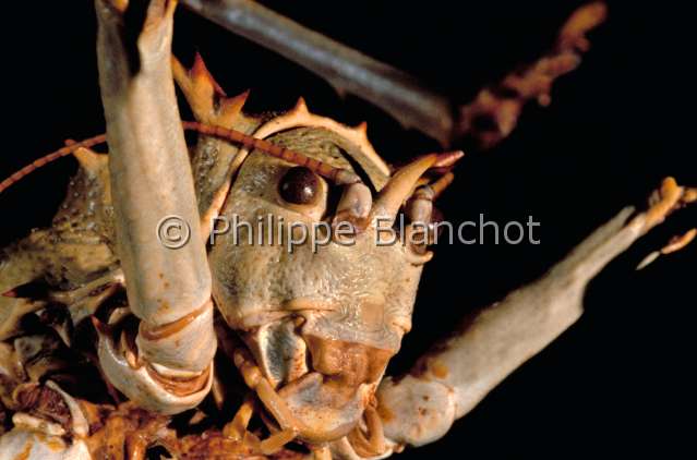 Acanthoproctus cervinus.JPG - in "Portraits d'insectes" ed. SeuilAcanthoproctus cervinusHetrodineArmoured ground cricketOrthopteraTettigoniidaeAfrique du Sud